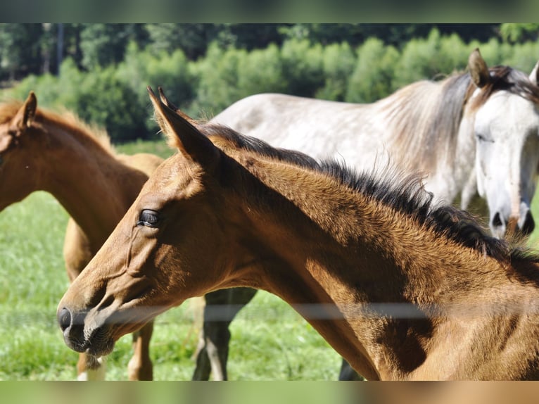 Oldenburger Springpaard Hengst veulen (05/2024) 172 cm Bruin in Gummersbach