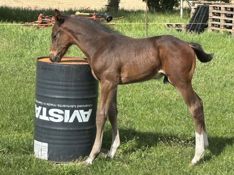 Oldenburger Springpaard Hengst Veulen (04/2026) 172 cm Bruin in Steinhöfel