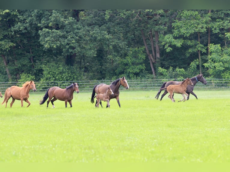 Oldenburger Springpaard Hengst Veulen (06/2026) 172 cm Bruin in Nienhagen