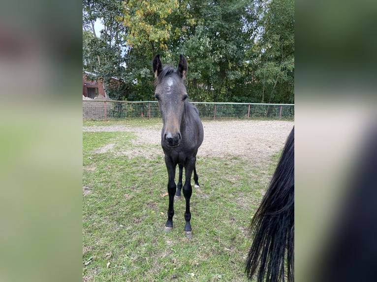 Oldenburger Springpaard Hengst Veulen (05/2025) 172 cm kan schimmel zijn in Peheim