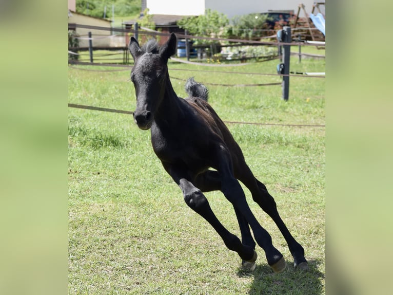 Oldenburger Springpaard Hengst  172 cm Schimmel in Ronshausen