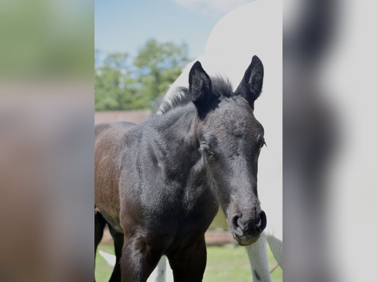 Oldenburger Springpaard Hengst  172 cm Schimmel in Ronshausen
