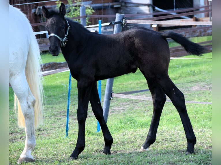 Oldenburger Springpaard Hengst  172 cm Schimmel in Ronshausen