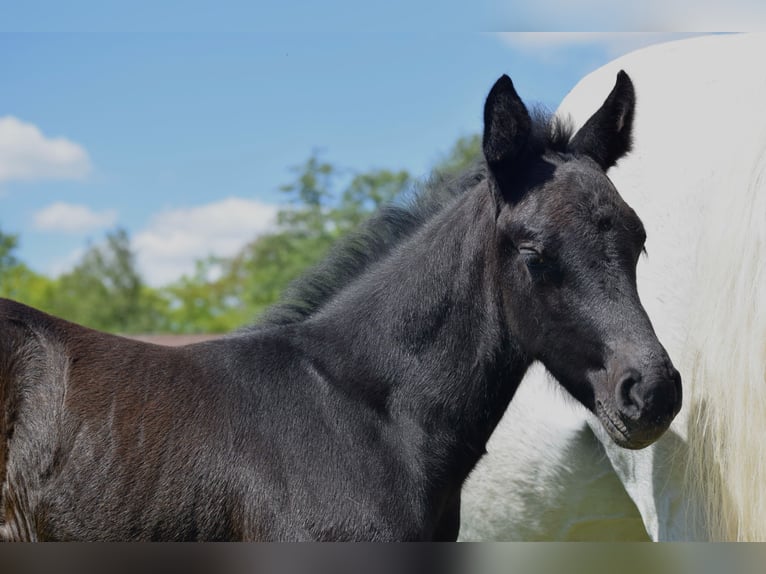 Oldenburger Springpaard Hengst  172 cm Schimmel in Ronshausen