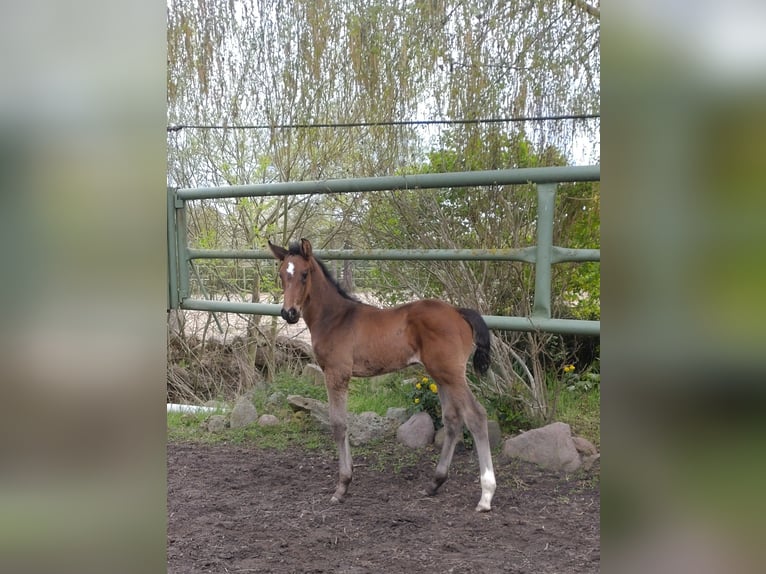 Oldenburger Springpaard Hengst  173 cm Donkerbruin in Möckern