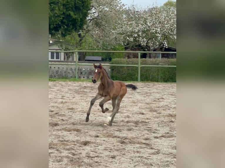 Oldenburger Springpaard Hengst  173 cm Donkerbruin in Möckern