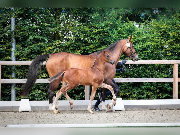 Oldenburger Springpaard Hengst Veulen (05/2026) 173 cm kan schimmel zijn in Holdorf