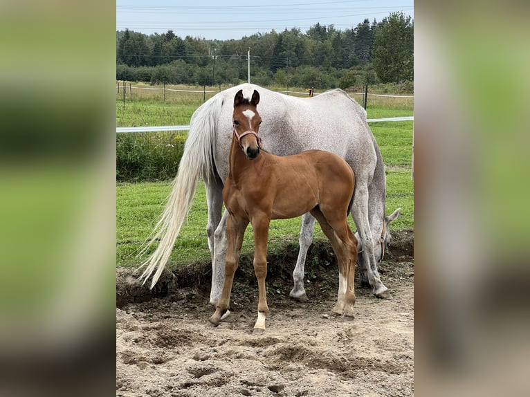 Oldenburger Springpaard Hengst veulen (06/2024) 173 cm Roodbruin in Saint-charles-de-bourget