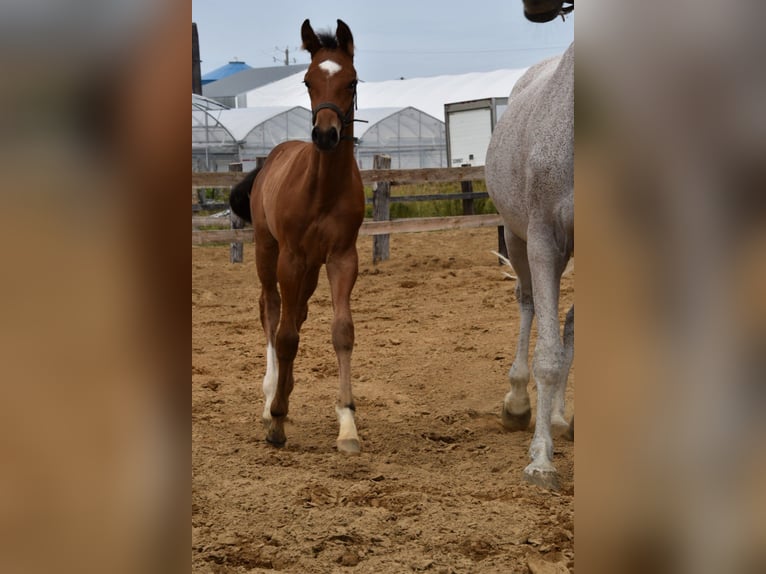 Oldenburger Springpaard Hengst veulen (06/2024) 173 cm Roodbruin in Saint-charles-de-bourget