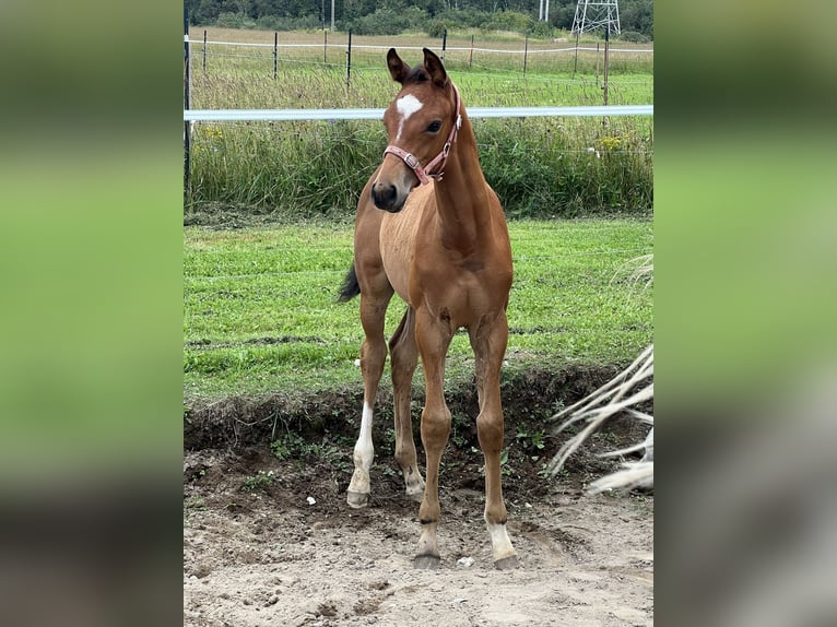 Oldenburger Springpaard Hengst veulen (06/2024) 173 cm Roodbruin in Saint-charles-de-bourget