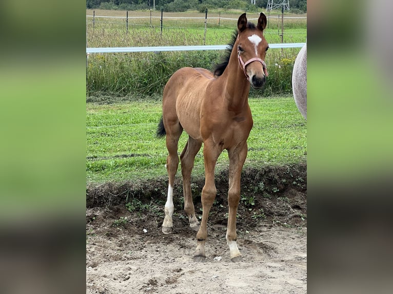 Oldenburger Springpaard Hengst veulen (06/2024) 173 cm Roodbruin in Saint-charles-de-bourget