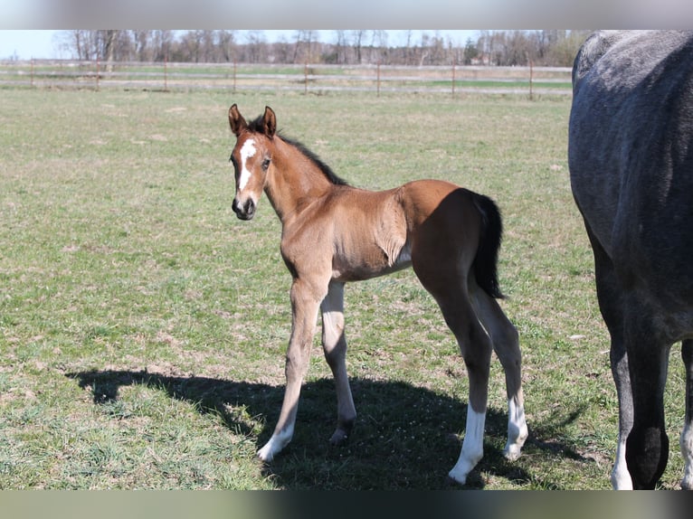 Oldenburger Springpaard Hengst  175 cm Bruin in Go&#x142;ymin- O&#x15B;rodek