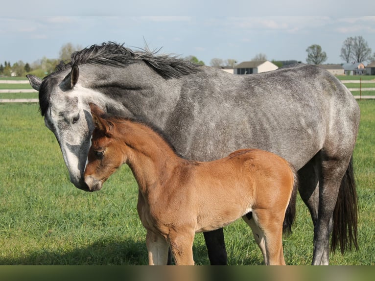 Oldenburger Springpaard Hengst  175 cm Bruin in Go&#x142;ymin- O&#x15B;rodek