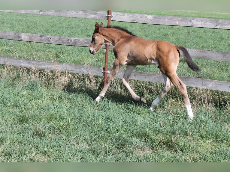 Oldenburger Springpaard Hengst  175 cm Bruin in Go&#x142;ymin- O&#x15B;rodek
