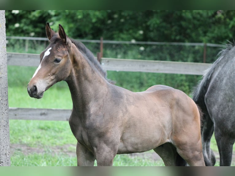 Oldenburger Springpaard Hengst  175 cm Bruin in Go&#x142;ymin- O&#x15B;rodek