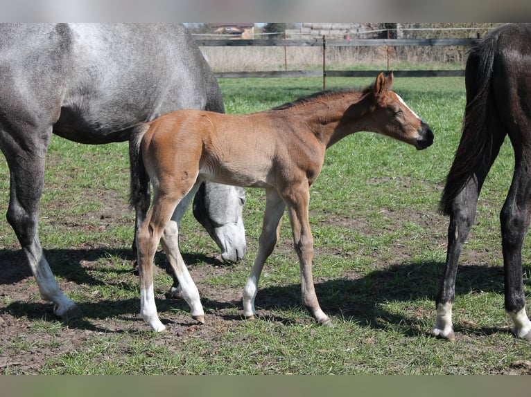Oldenburger Springpaard Hengst  175 cm Bruin in Go&#x142;ymin- O&#x15B;rodek