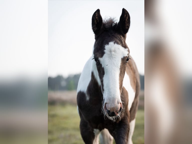 Oldenburger Springpaard Hengst veulen (05/2024) 175 cm Gevlekt-paard in Brake