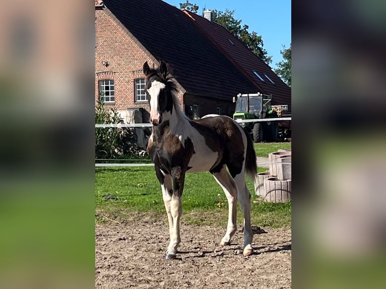 Oldenburger Springpaard Hengst veulen (05/2024) 175 cm Gevlekt-paard in Brake