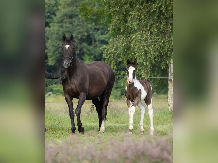 Oldenburger Springpaard Hengst veulen (05/2024) 175 cm Gevlekt-paard in Brake