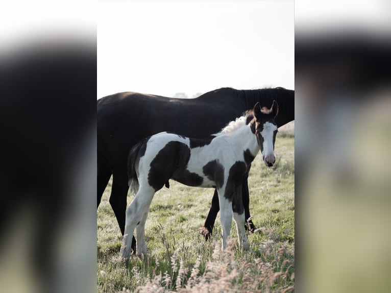 Oldenburger Springpaard Hengst veulen (05/2024) 175 cm Gevlekt-paard in Brake