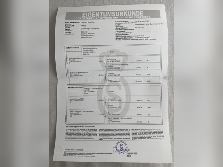 Oldenburger Springpaard Hengst Veulen (05/2025) 175 cm kan schimmel zijn in MolbergenPeheim