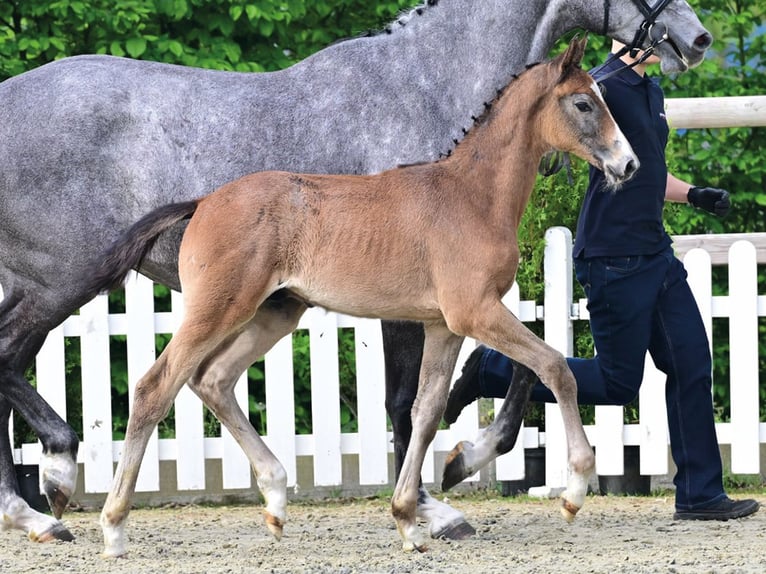 Oldenburger Springpaard Hengst Veulen (03/2026) Brown Falb schimmel in Vechta