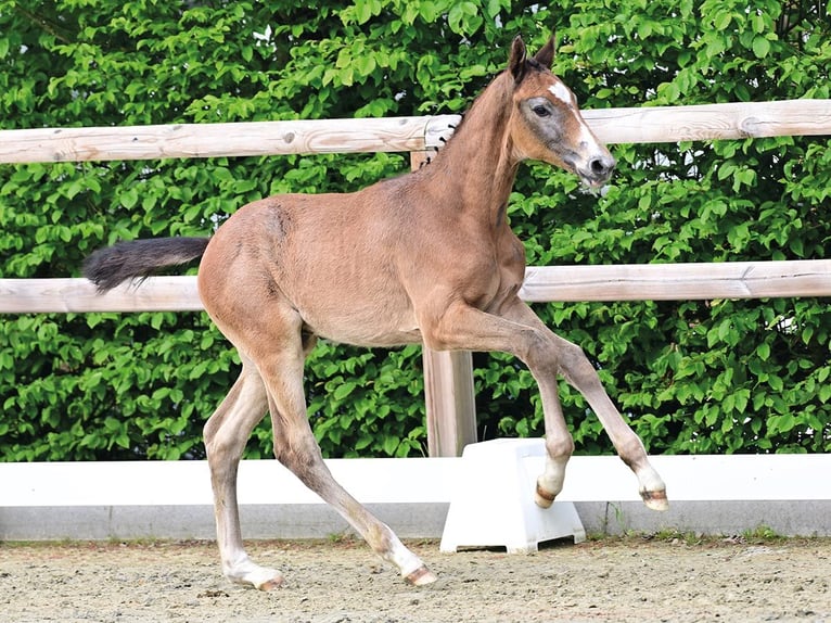 Oldenburger Springpaard Hengst Veulen (03/2026) Brown Falb schimmel in Vechta