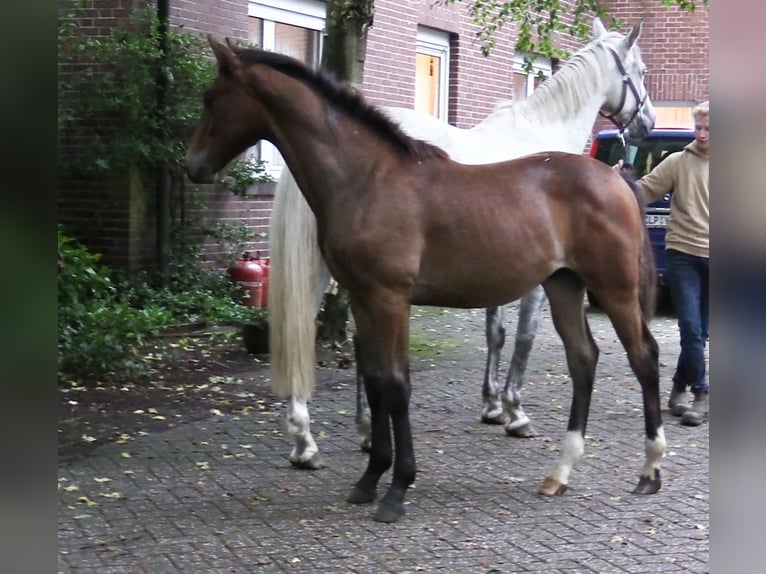 Oldenburger Springpaard Hengst Veulen (03/2025) Bruin in Cloppenburg
