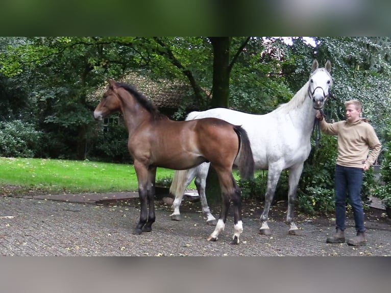 Oldenburger Springpaard Hengst Veulen (03/2025) Bruin in Cloppenburg