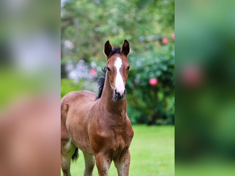 Oldenburger Springpaard Hengst  Bruin in Edewecht