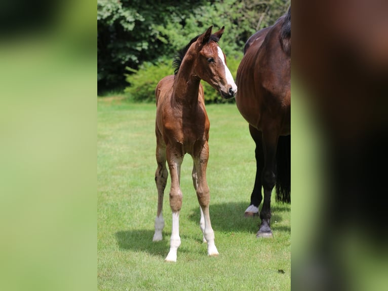 Oldenburger Springpaard Hengst  Bruin in Edewecht