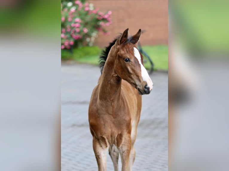 Oldenburger Springpaard Hengst  Bruin in Edewecht