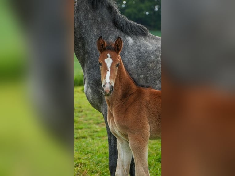 Oldenburger Springpaard Hengst  Bruin in Am&#xF6;neburg