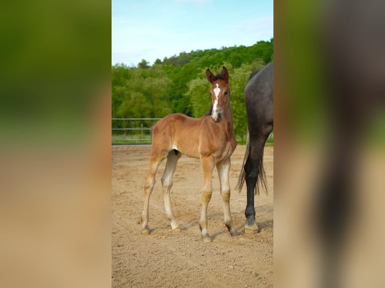 Oldenburger Springpaard Hengst  Bruin in Am&#xF6;neburg