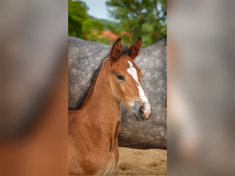 Oldenburger Springpaard Hengst  Bruin in Am&#xF6;neburg