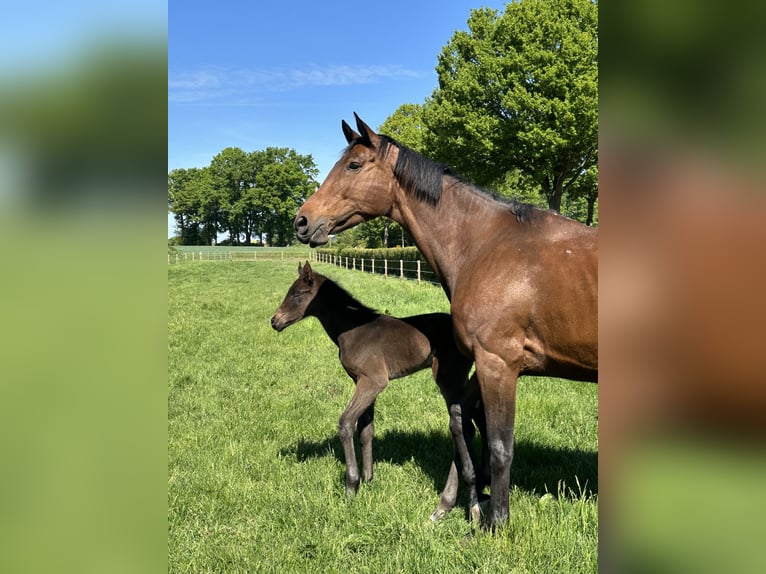 Oldenburger Springpaard Hengst  Bruin in Bersenbr&#xFC;ck