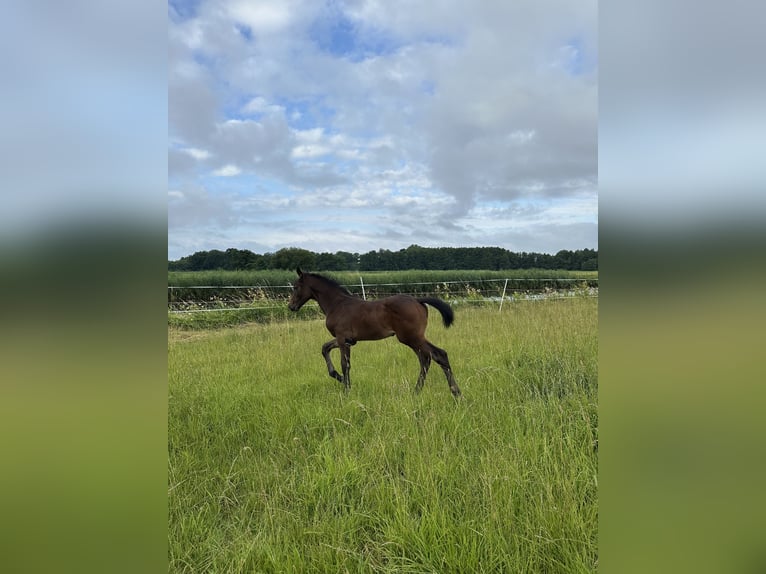 Oldenburger Springpaard Hengst  Bruin in Bersenbr&#xFC;ck