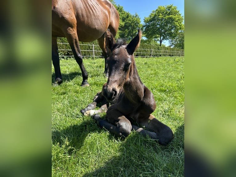 Oldenburger Springpaard Hengst  Bruin in Bersenbr&#xFC;ck