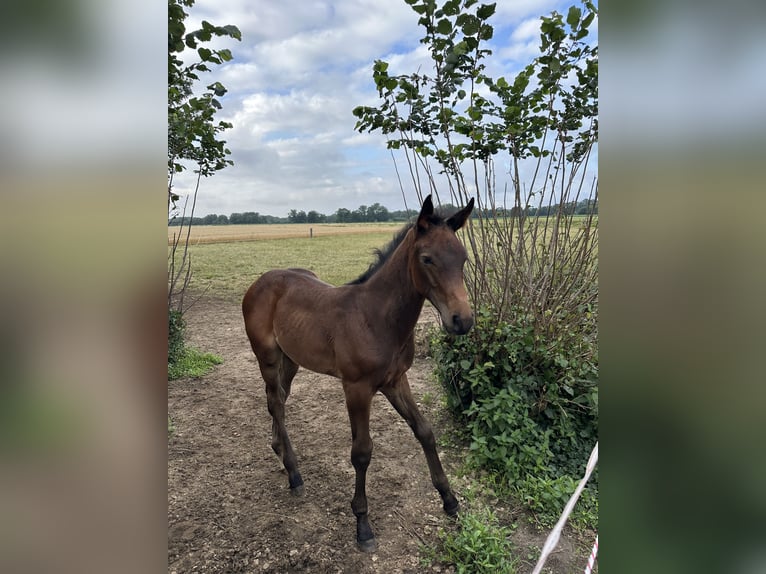 Oldenburger Springpaard Hengst  Bruin in Bersenbr&#xFC;ck