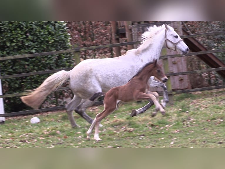 Oldenburger Springpaard Hengst Veulen (03/2025) Bruin in Cloppenburg