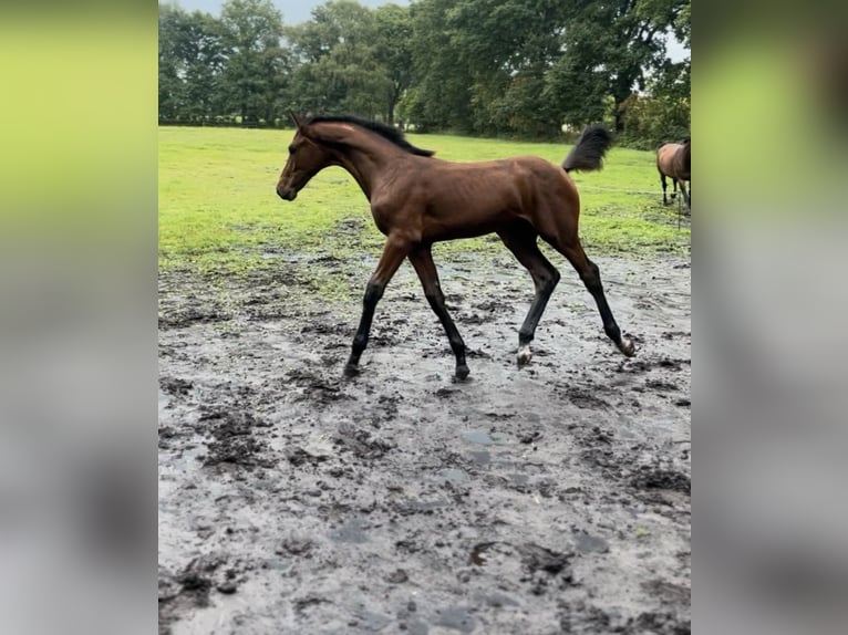 Oldenburger Springpaard Hengst veulen (03/2024) Bruin in Bad Zwischenahn