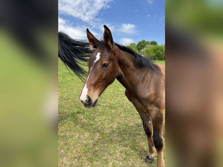 Oldenburger Springpaard Hengst  Bruin in Mücke