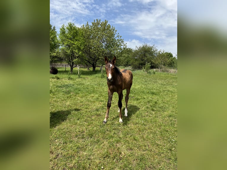 Oldenburger Springpaard Hengst  Bruin in Mücke