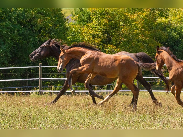 Oldenburger Springpaard Hengst Veulen (04/2026) Bruin in Entschendorf