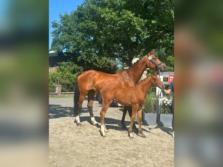 Oldenburger Springpaard Hengst  Bruin in Bockhorn Ellenserdammersiel