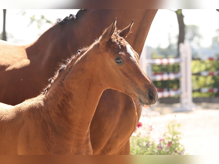 Oldenburger Springpaard Hengst  Bruin in Bockhorn Ellenserdammersiel