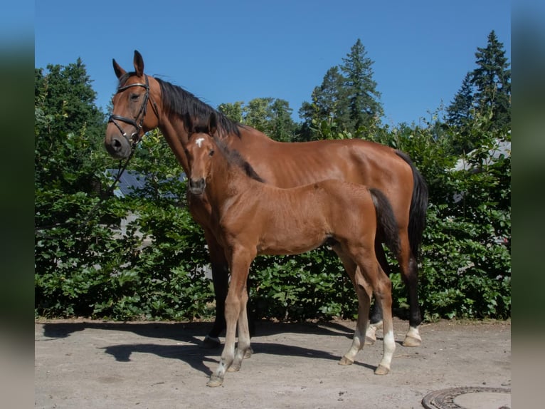 Oldenburger Springpaard Hengst  Bruin in Seetz