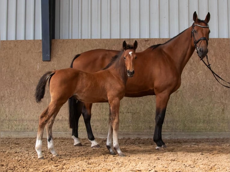 Oldenburger Springpaard Hengst  Bruin in Seetz