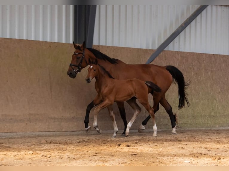 Oldenburger Springpaard Hengst  Bruin in Seetz