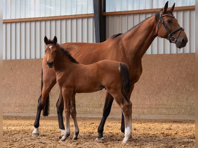 Oldenburger Springpaard Hengst  Bruin in Seetz